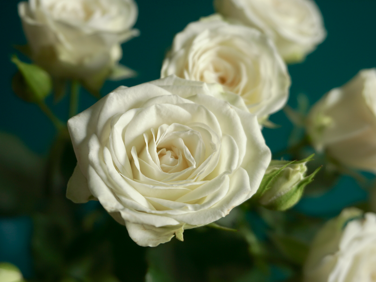 XNUMX-hour delivery of fresh roses, wedding flowers, gift for mom