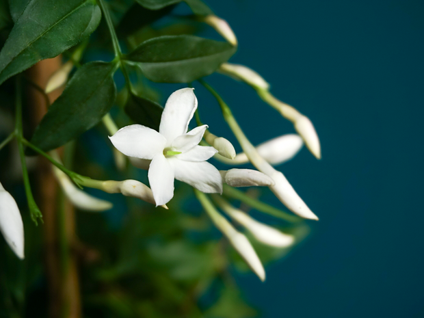 Jasmīns | Jasminum Polyanthum |