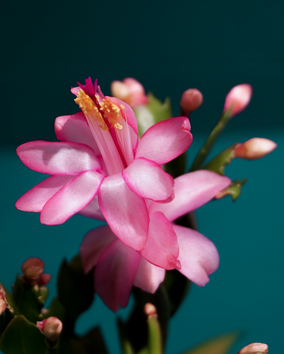 Ziemassvētku kaktuss | Schlumbergera |