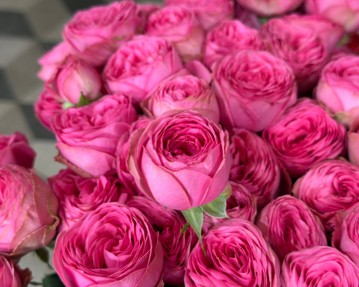Rose bushes | Rosa rugosa | + variants |
