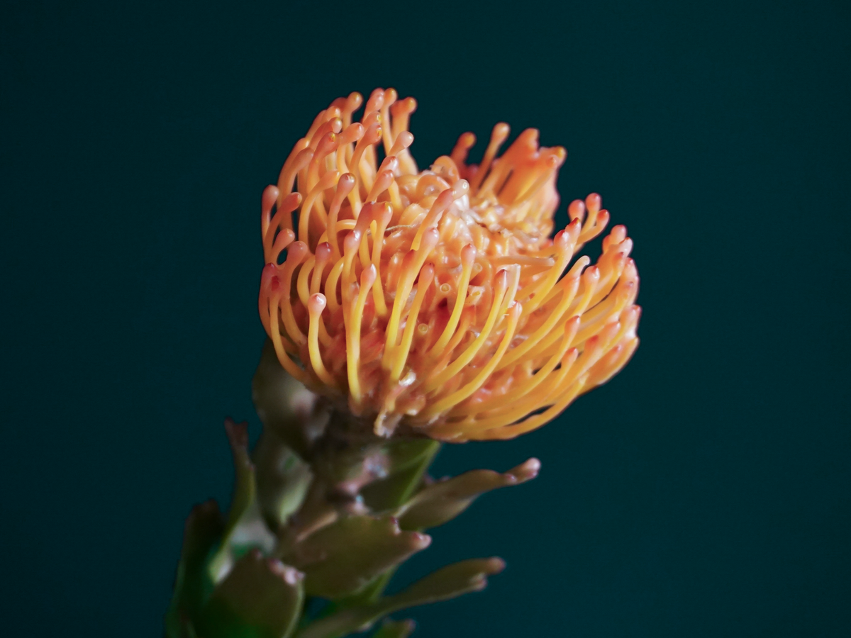 Leikospermumi | Leucospermum | Nutans
