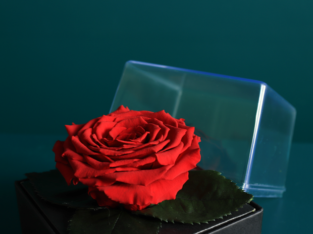 A rose in a box | last forever |