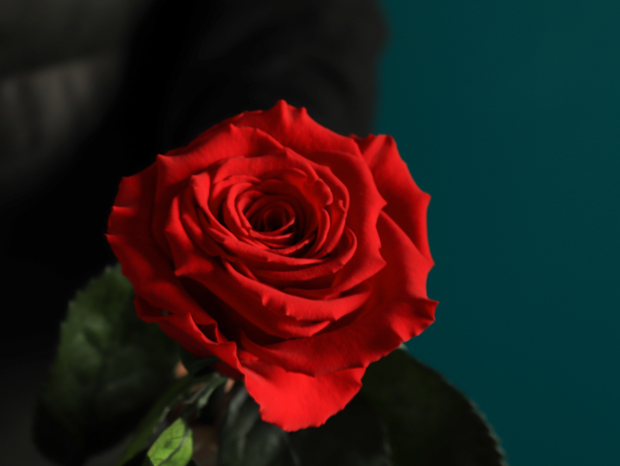 Rose | last forever |
