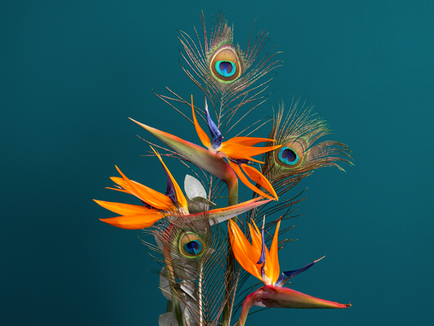 Ziedu pušķis ar strelīcijām | 01 |