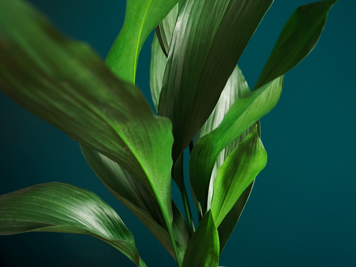 Aspidistra | Aspidistra elatior |