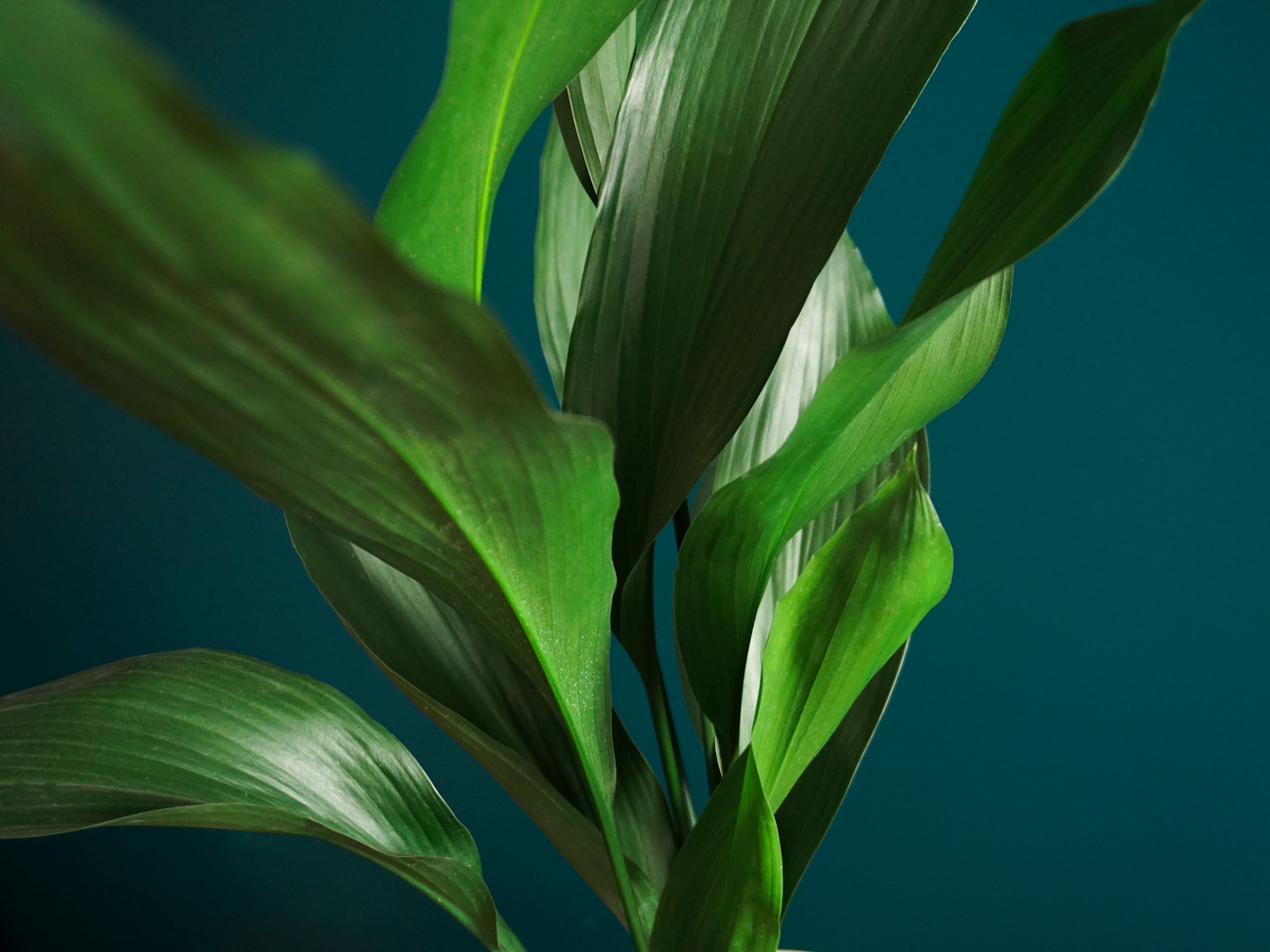 Aspidistra | Aspidistra elatior |