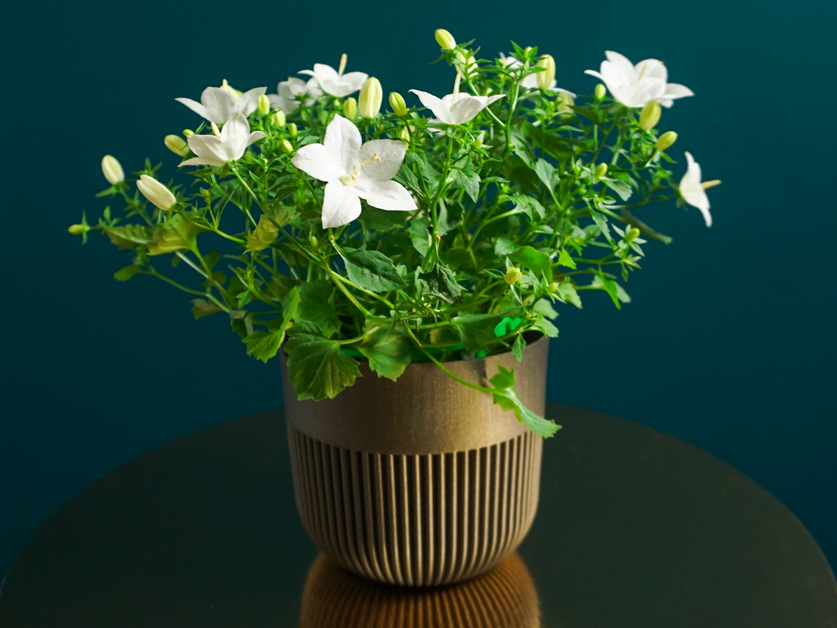 Bellflowers | Campanula |