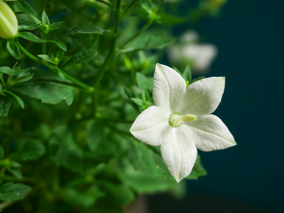 Bellflowers | Campanula |