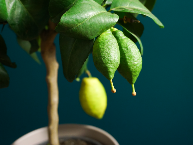 Lemon Citrus limon