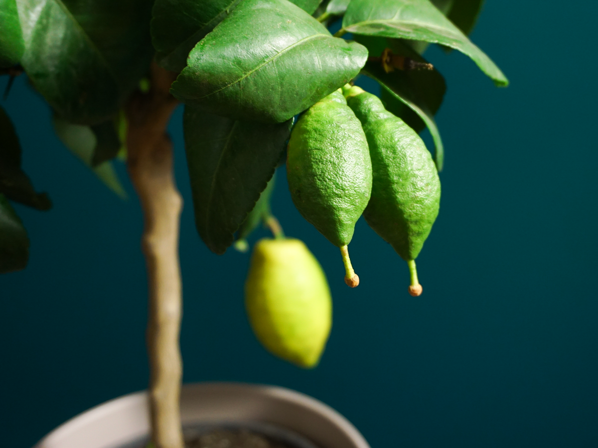 Citronkoks | Citrus limon |