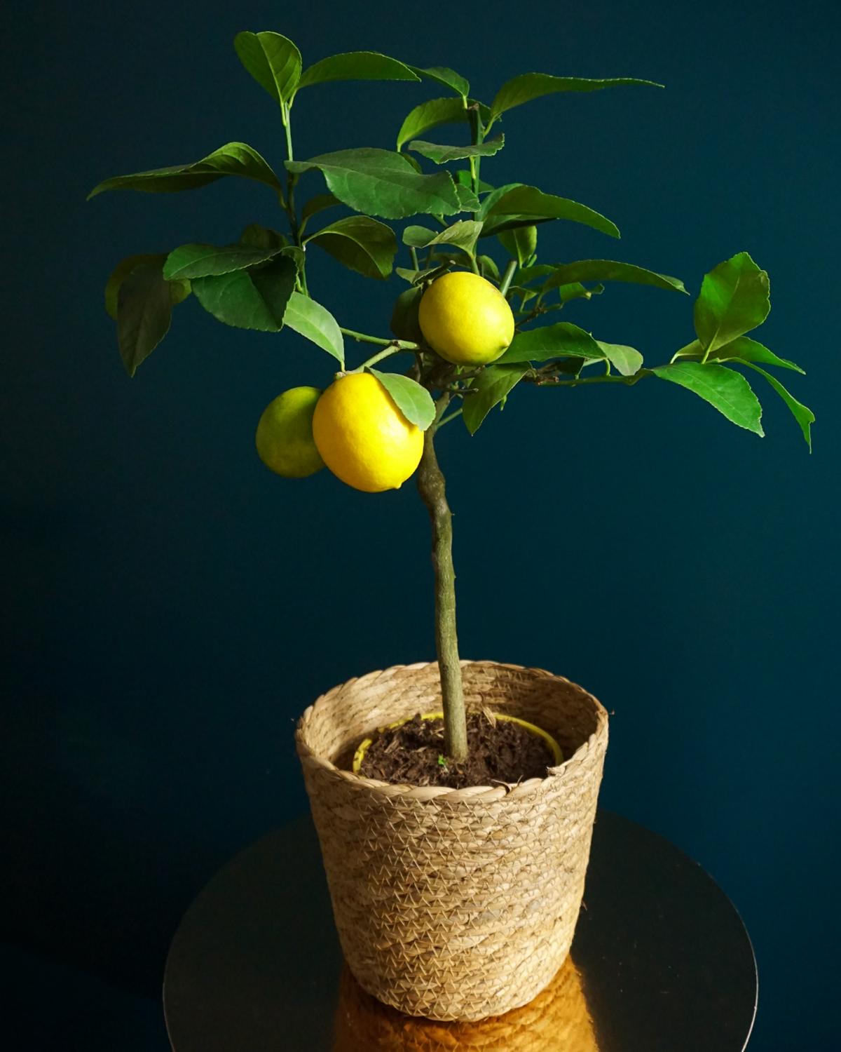 Citronkoks | Citrus limon |