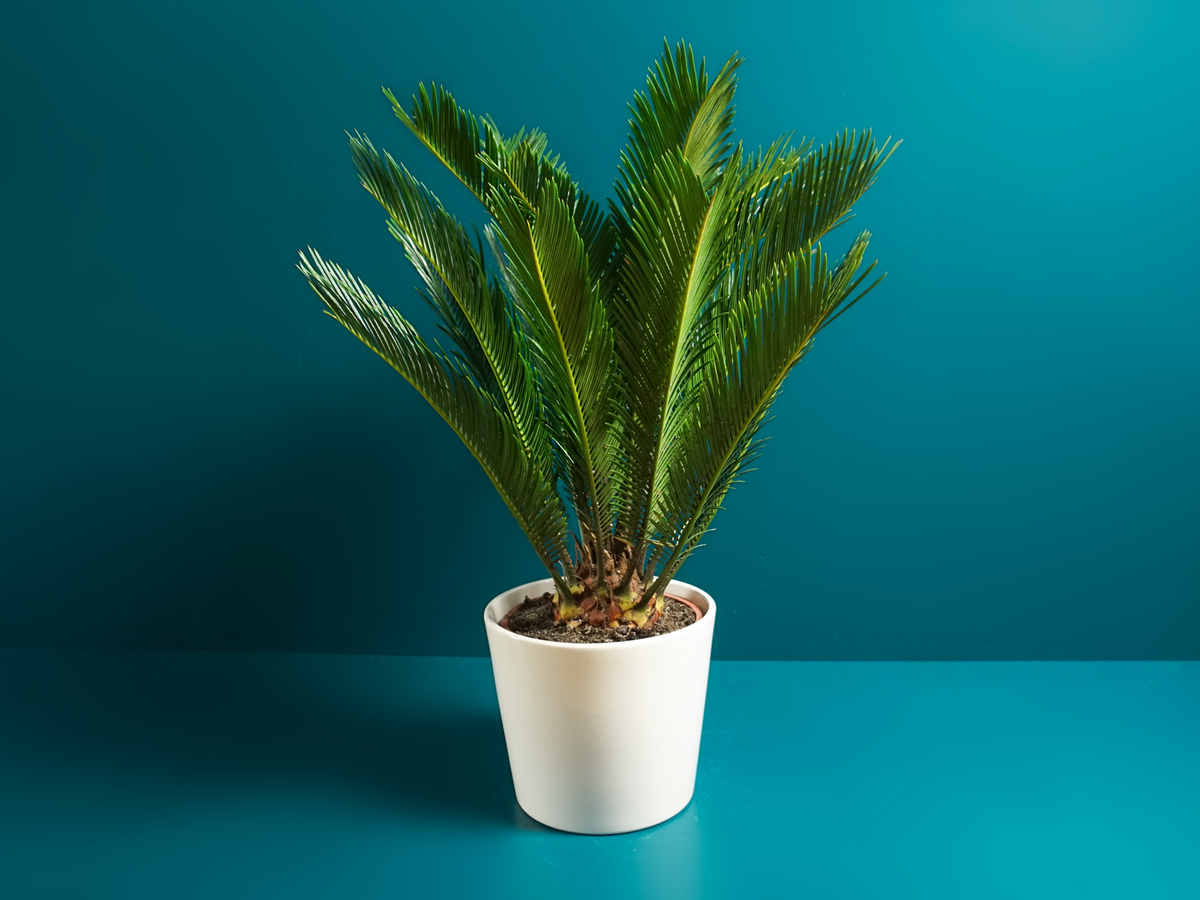 Palm | Cycas revoluta |