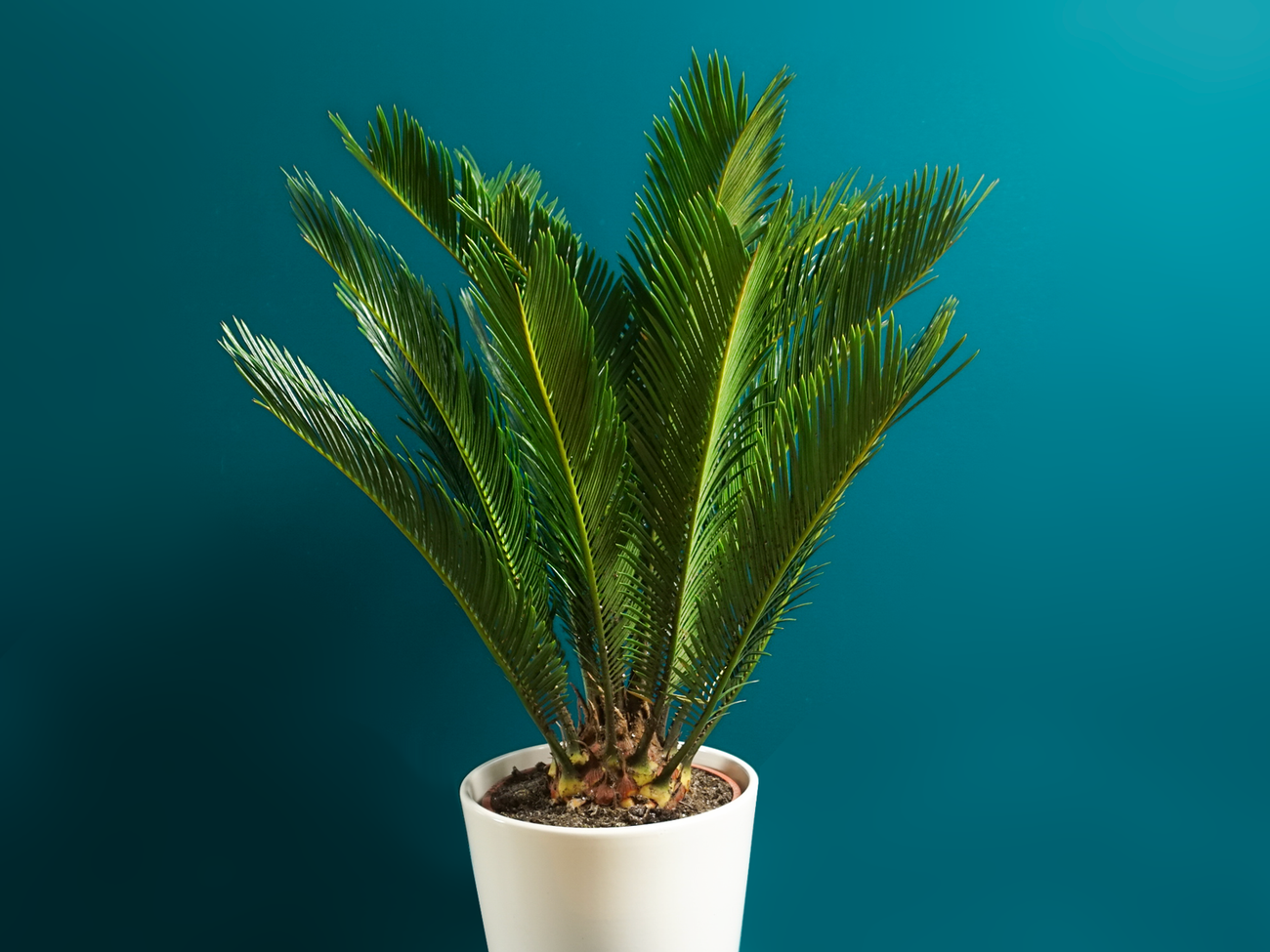 Palm | Cycas revoluta |
