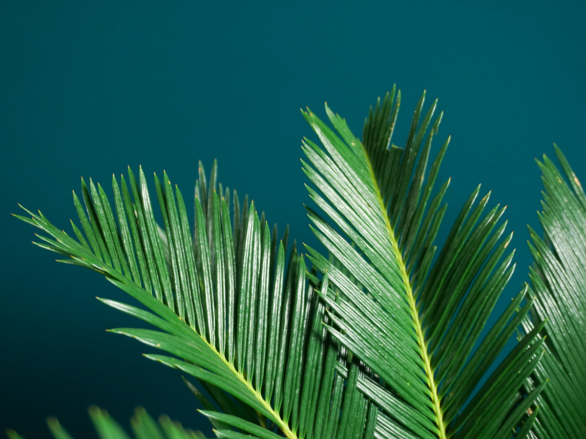 Palm | Cycas revoluta |