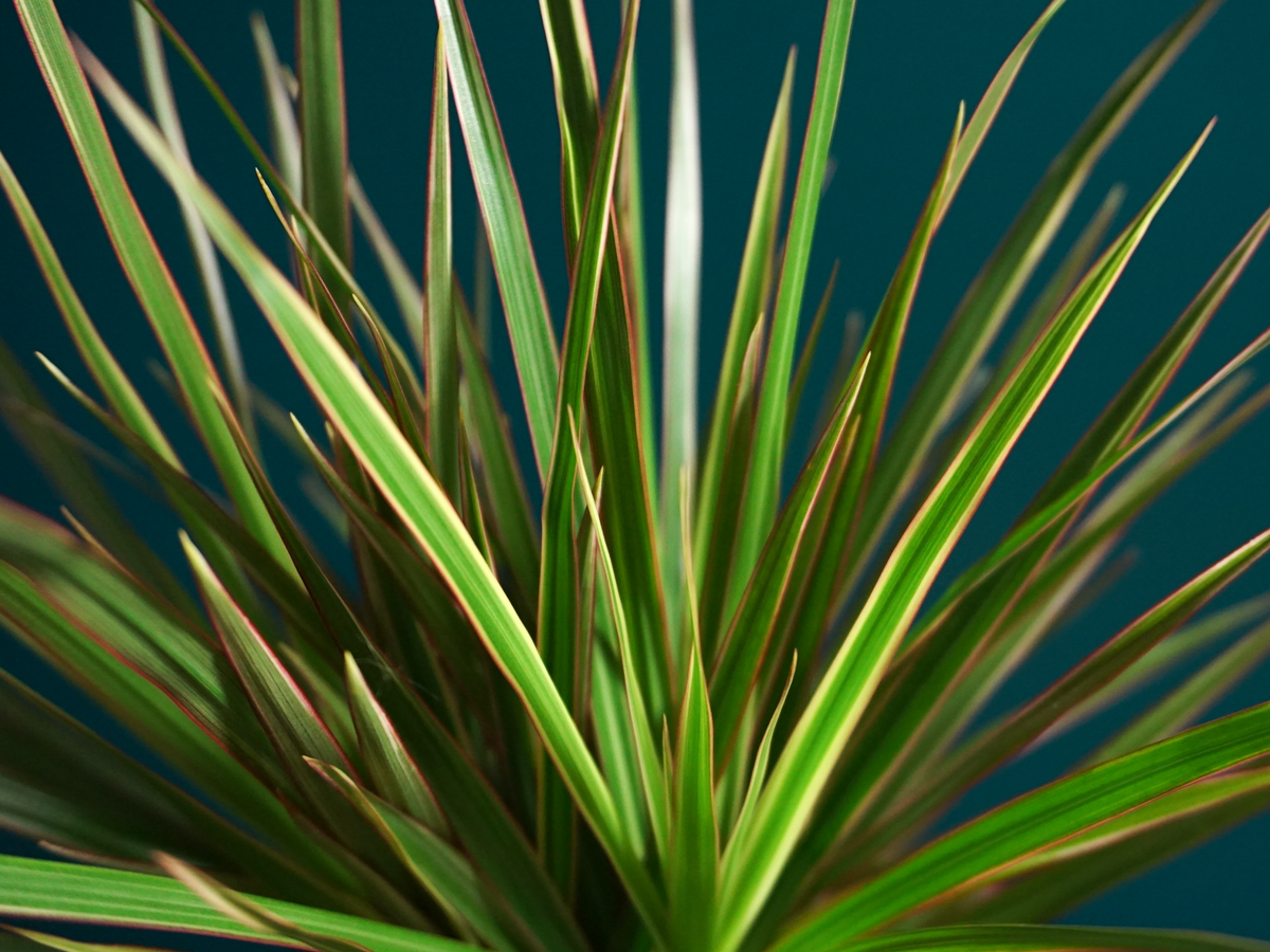 Dracēna | Dracaena magenta |