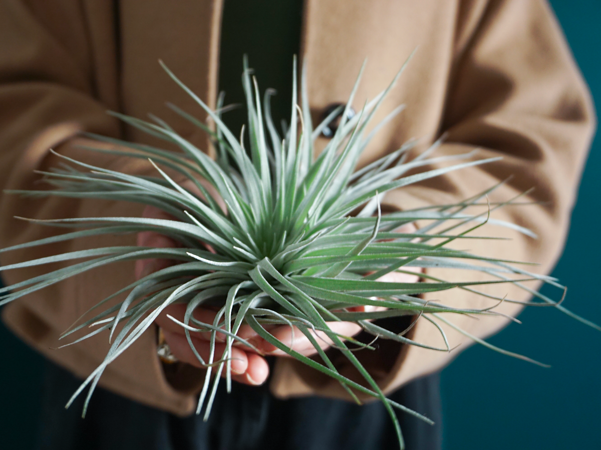 Aerial plant Tillandsia | + variants