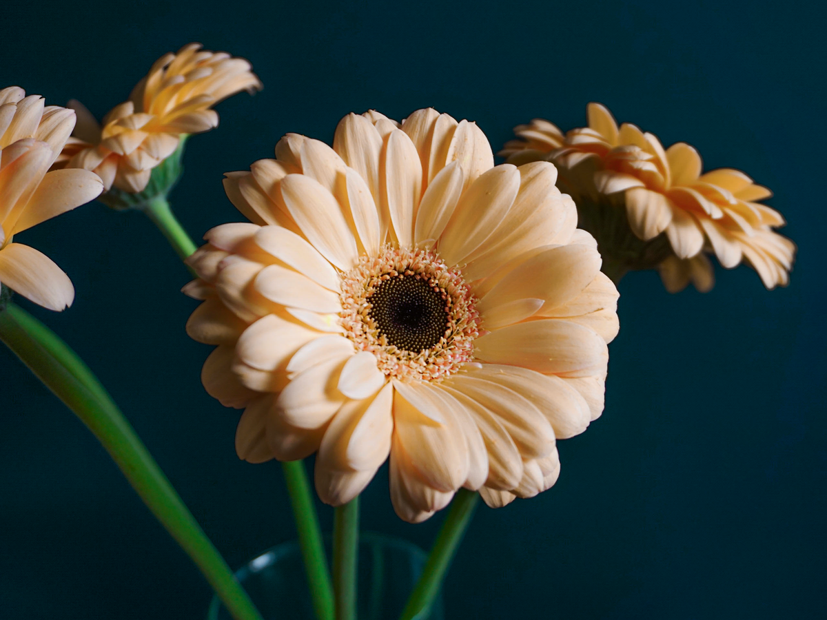 Gerberas | Gerbera |