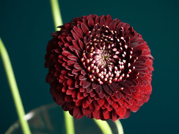 Mini gerberas | Germini |