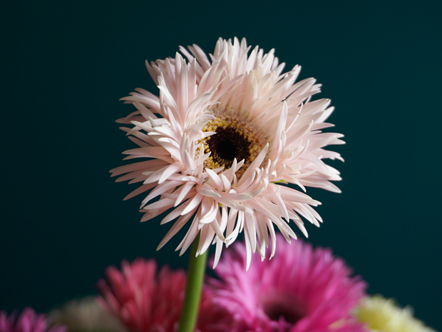 Mini gerberas | Germini |