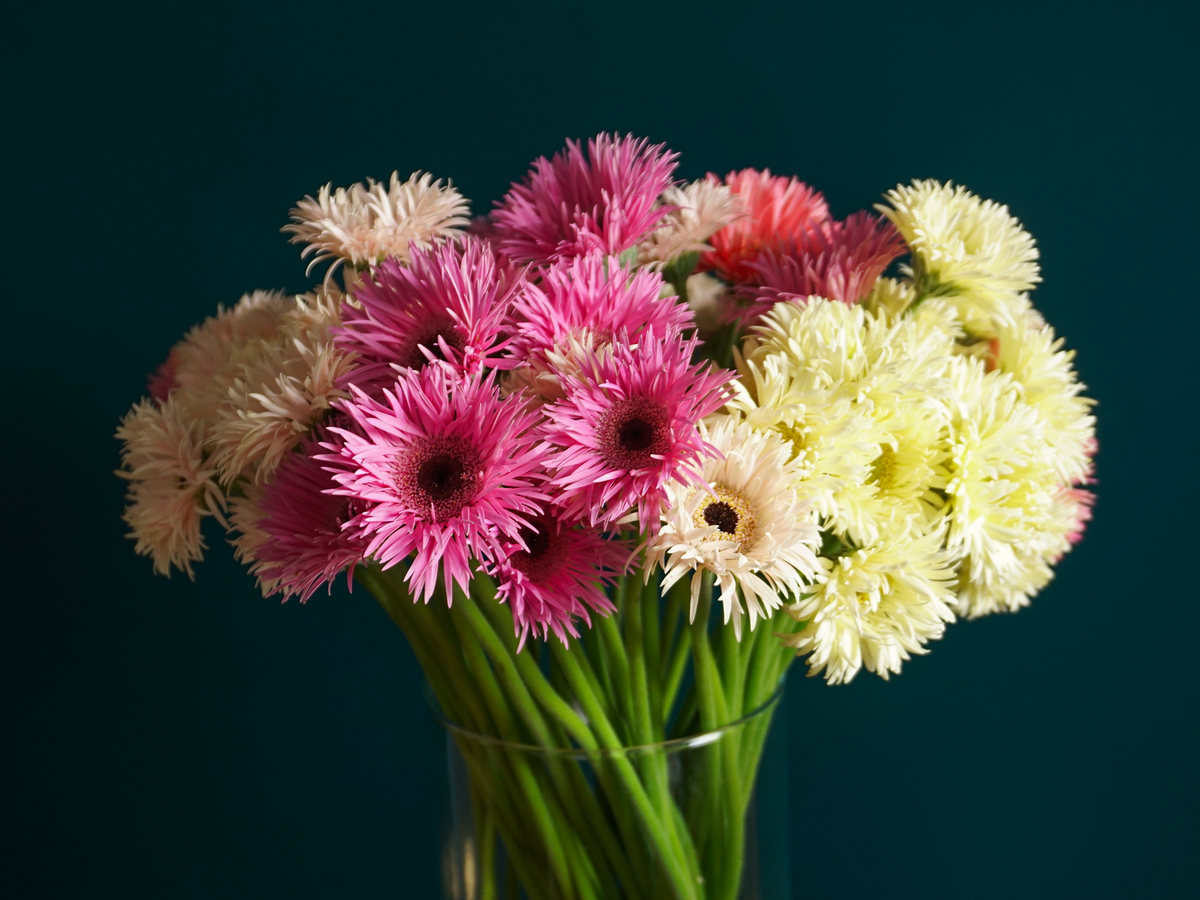 Mini gerberas | Germini |
