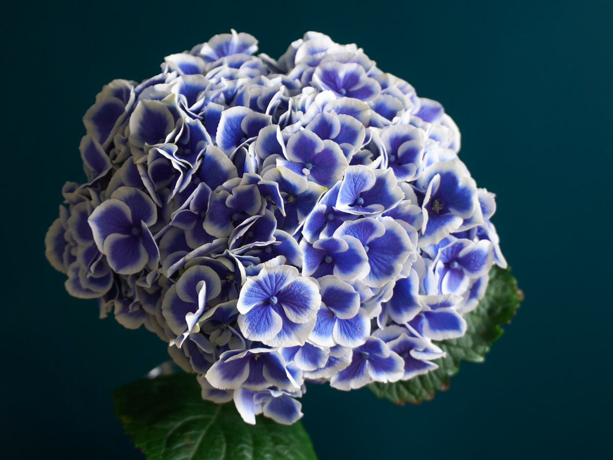 Hortenzijas | Hydrangea |