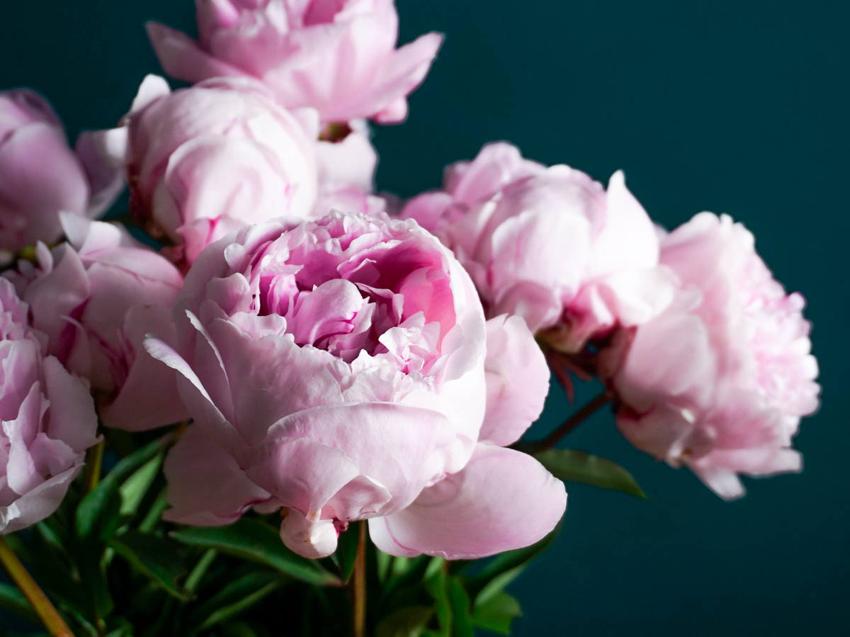 Peonija | Paeonia |
