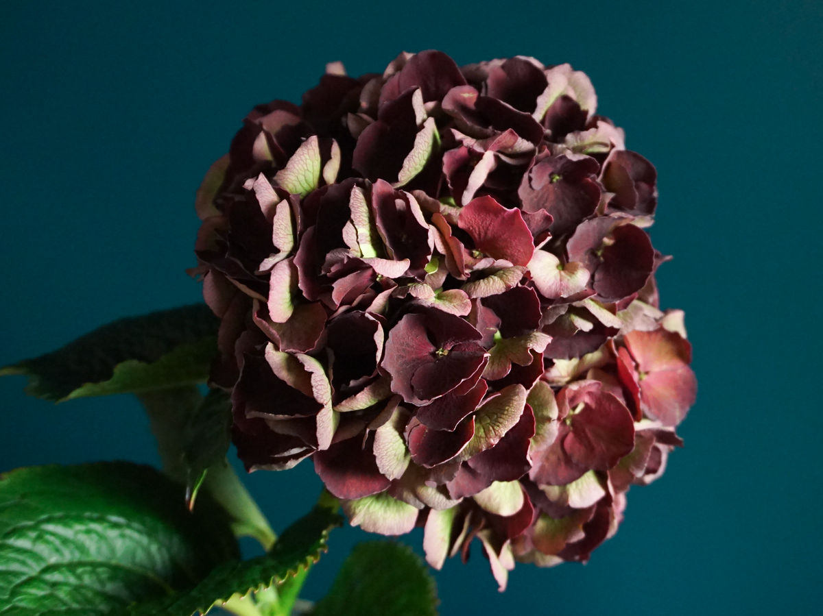 Hortenzijas | Hydrangea |