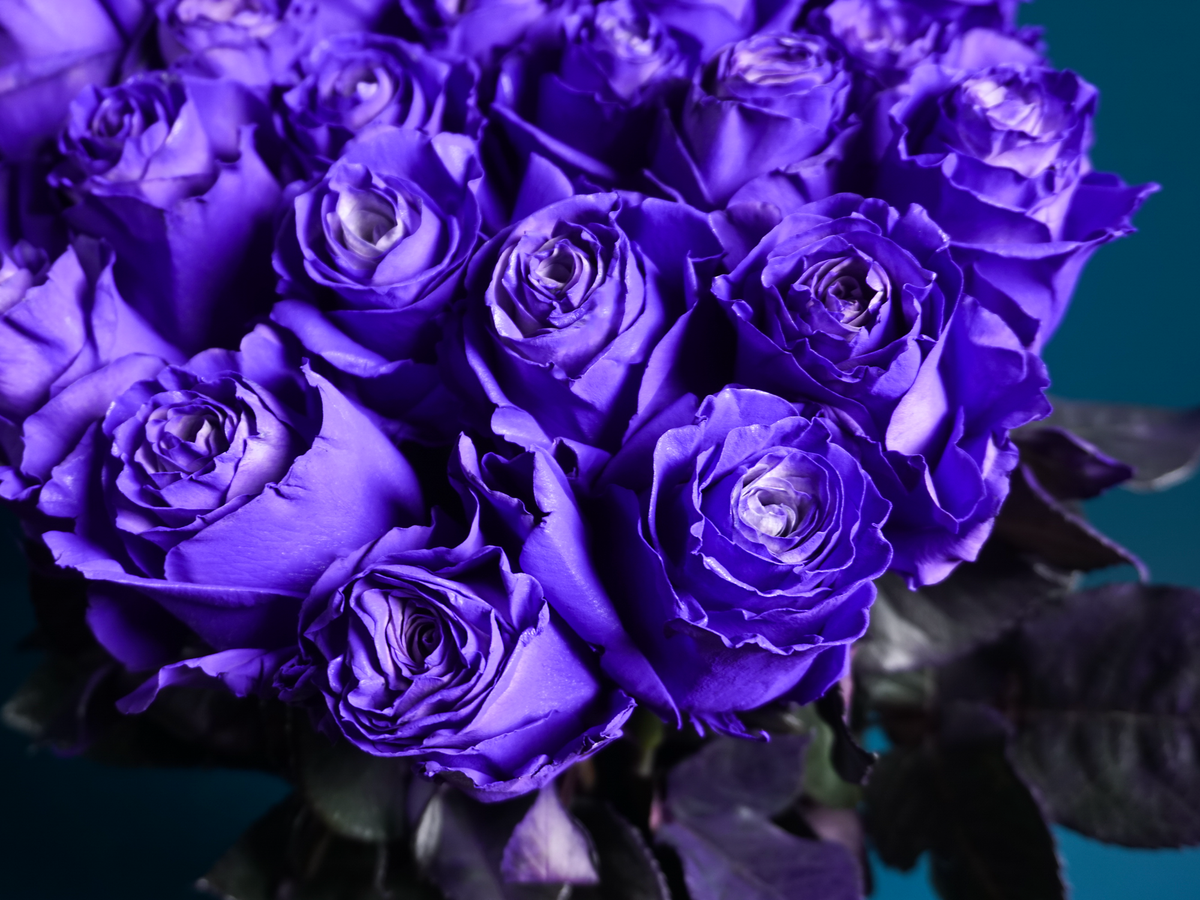 Painted Roses | Rosa Hybrida | + variants |