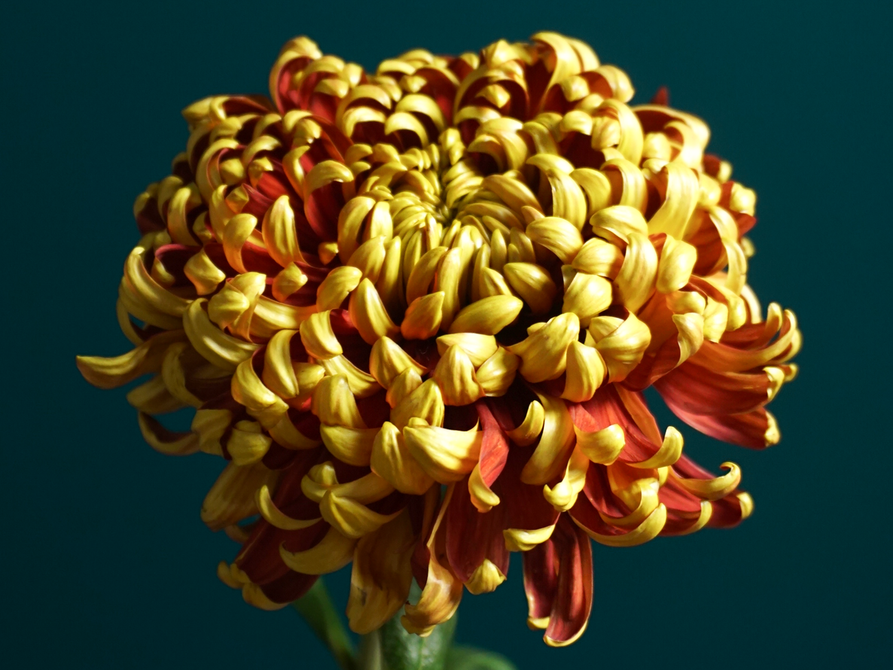 Large - flowered chrysanthemums Chrysanthemum |