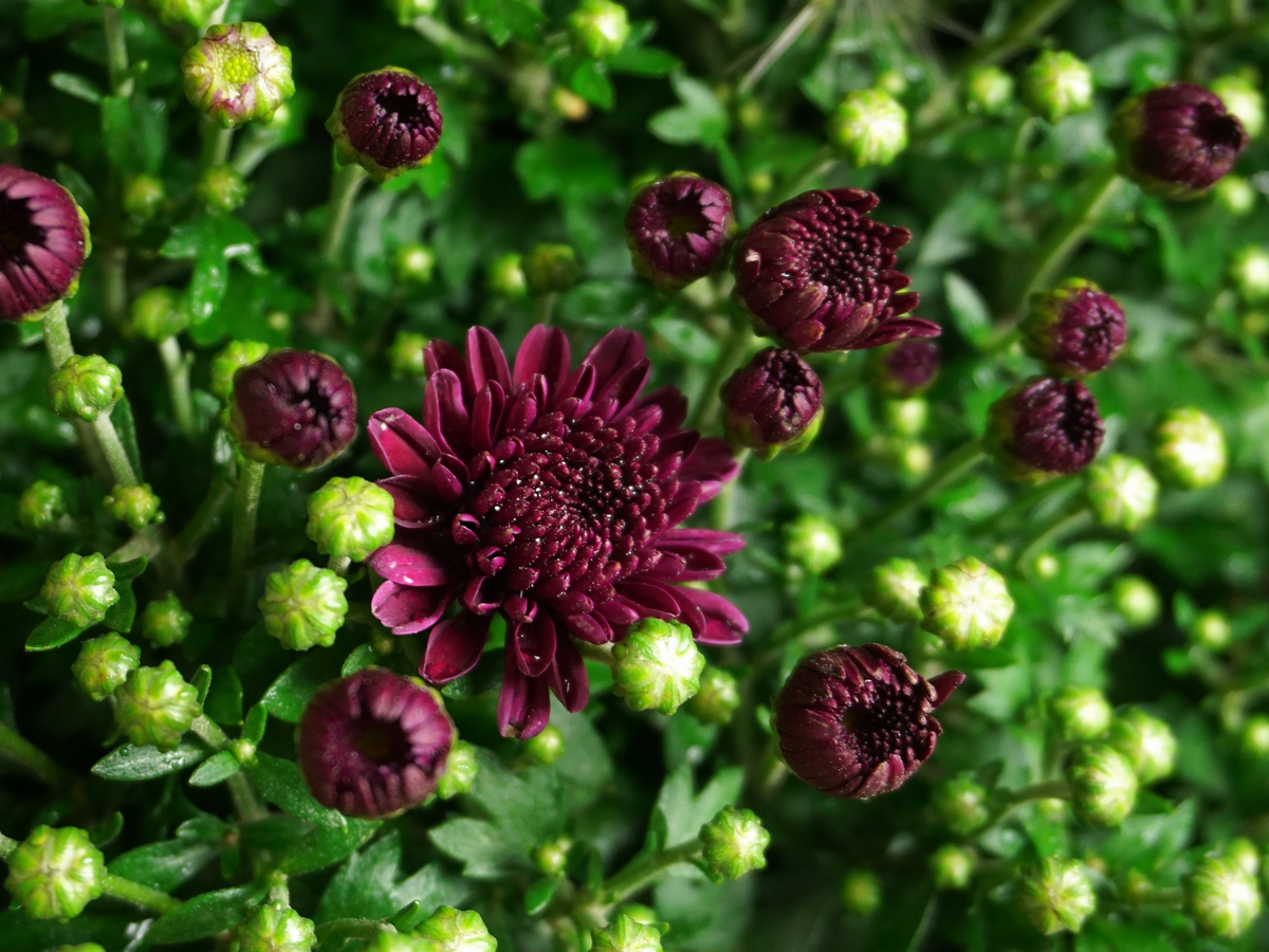 Krizantēmas | Chrysanthemum |