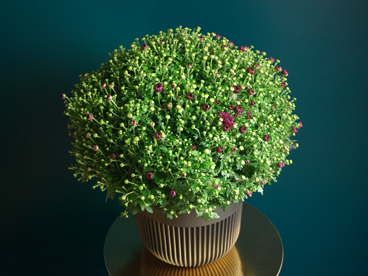 Krizantēmas | Chrysanthemum |