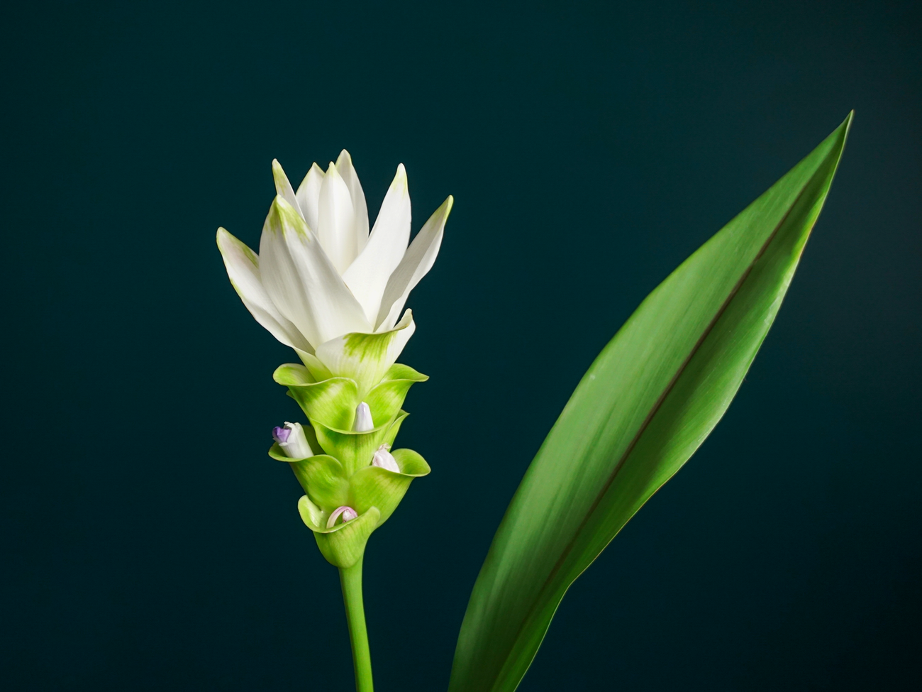 Kurkuma | Curcuma |
