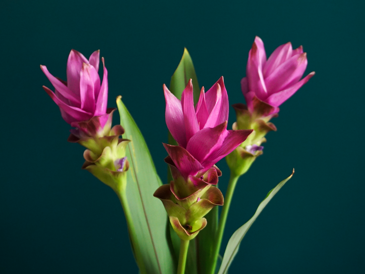 Kurkuma | Curcuma |