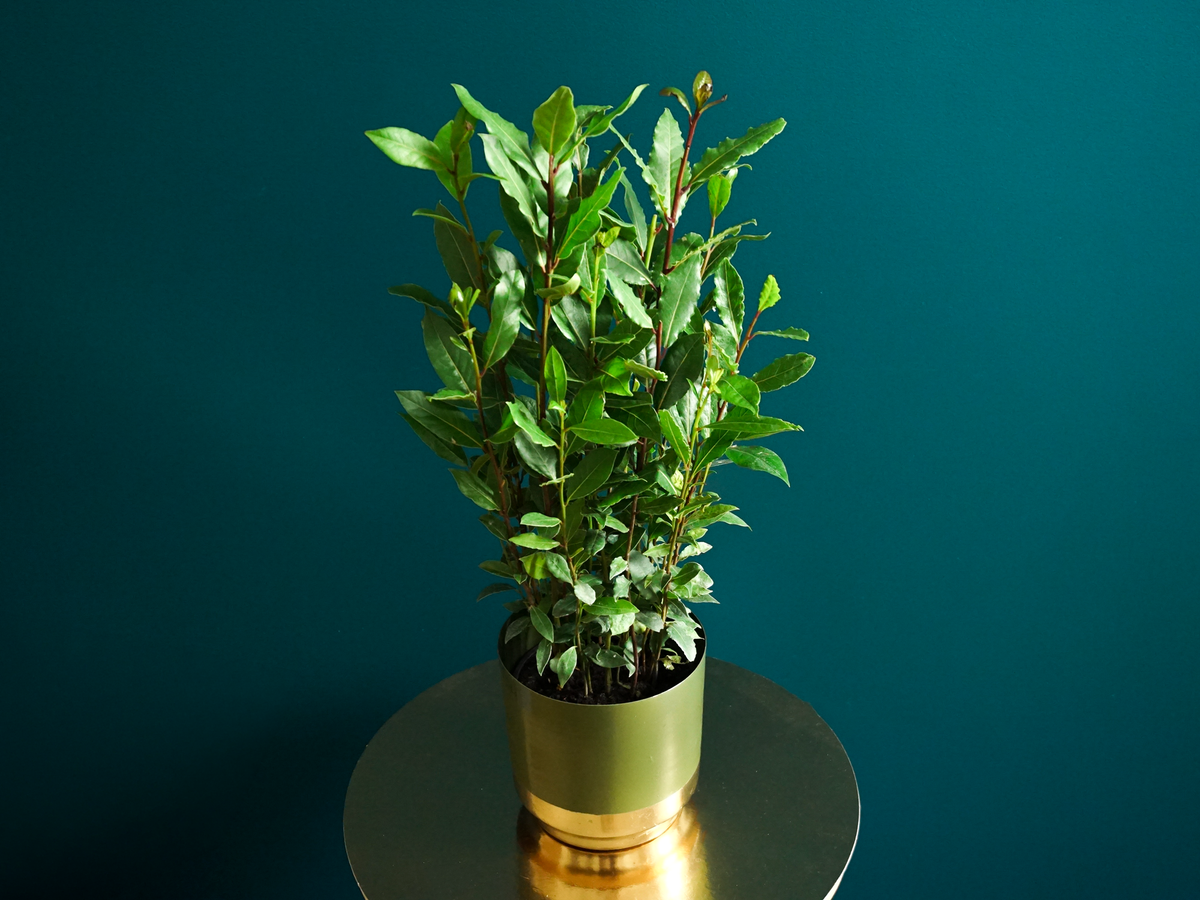 Lauru krūms  | Laurus nobilis |
