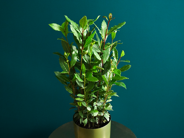 Lauru krūms  | Laurus nobilis |