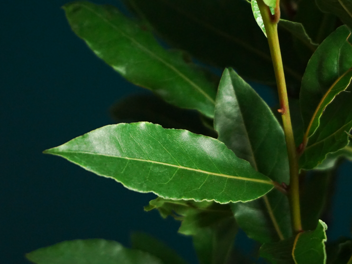 Lauru krūms  | Laurus nobilis |
