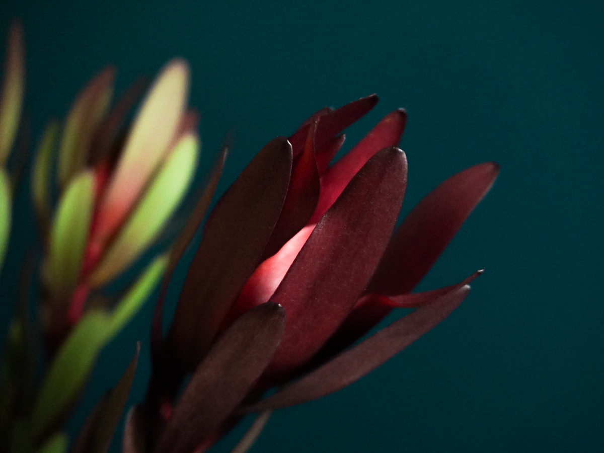 Leikodendroni | Leucadendron |