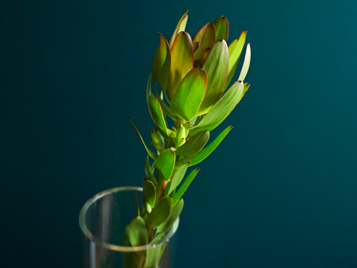 Leikodendroni | Leucadendron |