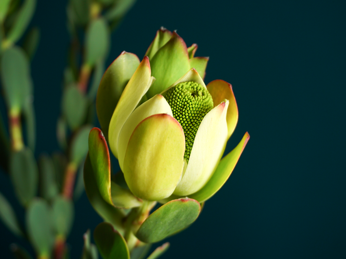 Leikodendroni | Leucadendron |