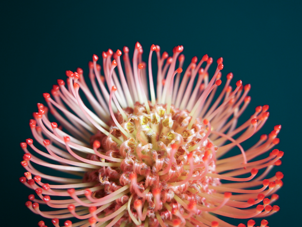 Leukosperms | Leucospermum | Nutan