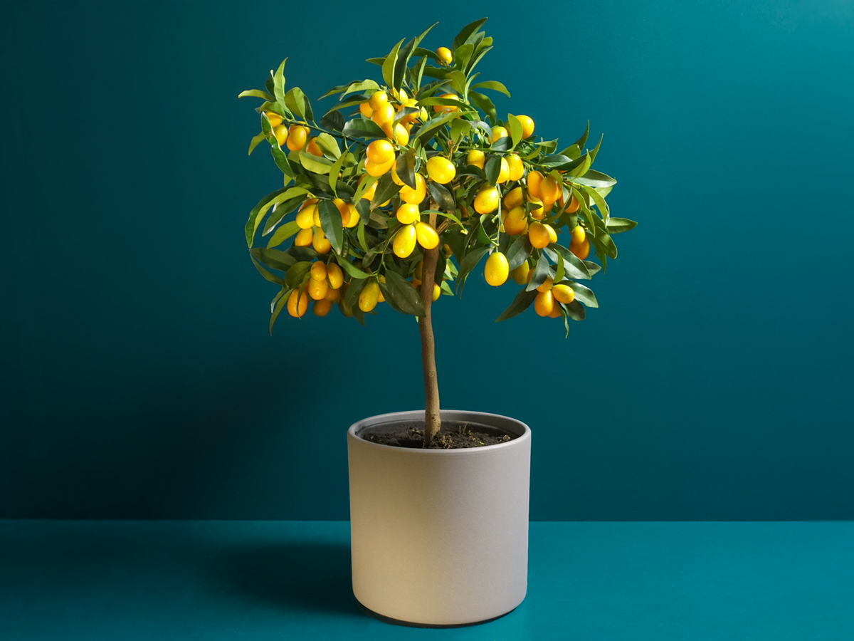 Mandarīnkoks | Citrus reticulata |