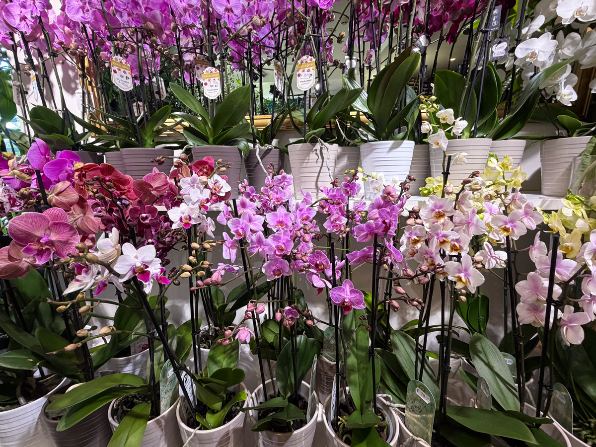 Orhideja | Phalaenopsis multiflora |