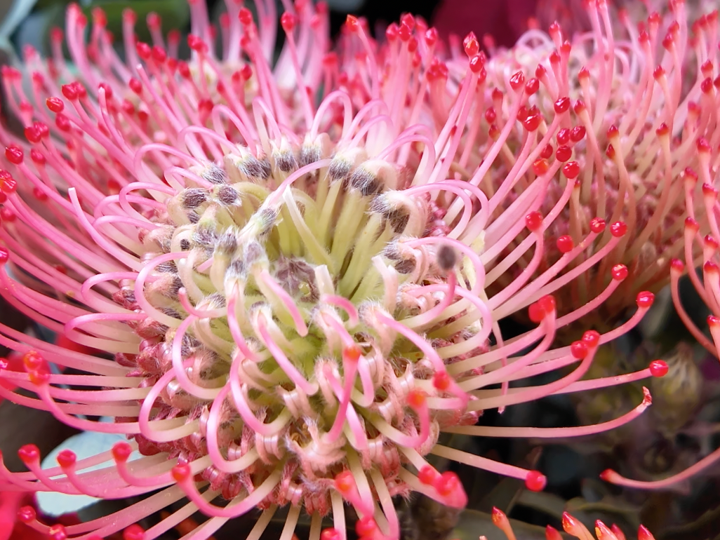 Leikospermumi | Leucospermum | Nutans