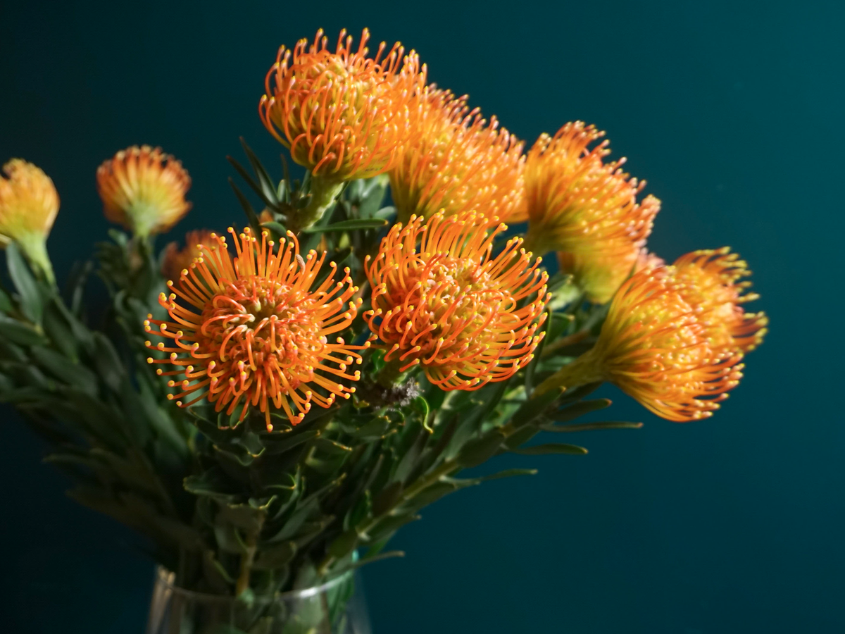 Leikospermumi | Leucospermum | Nutans