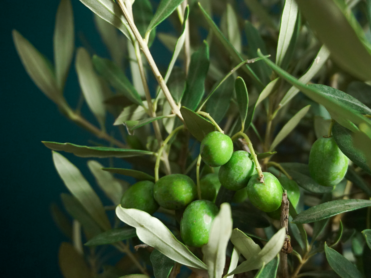 Olīvkoks | Olea europaea |