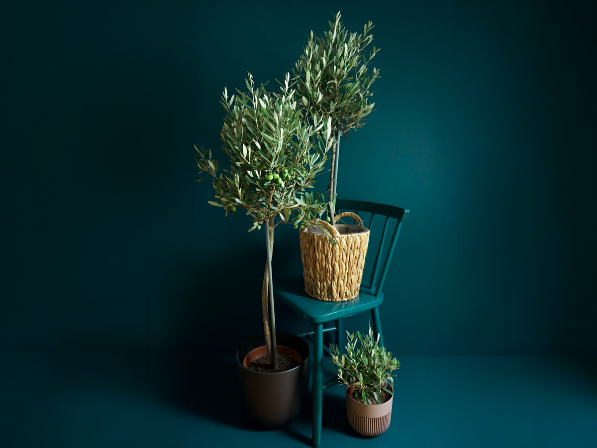 Olīvkoks | Olea europaea |