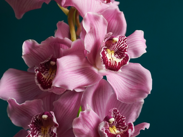 Orchids Cymbidium