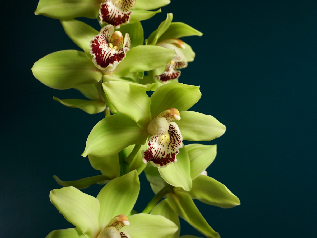 Orhidejas | Cymbidium |