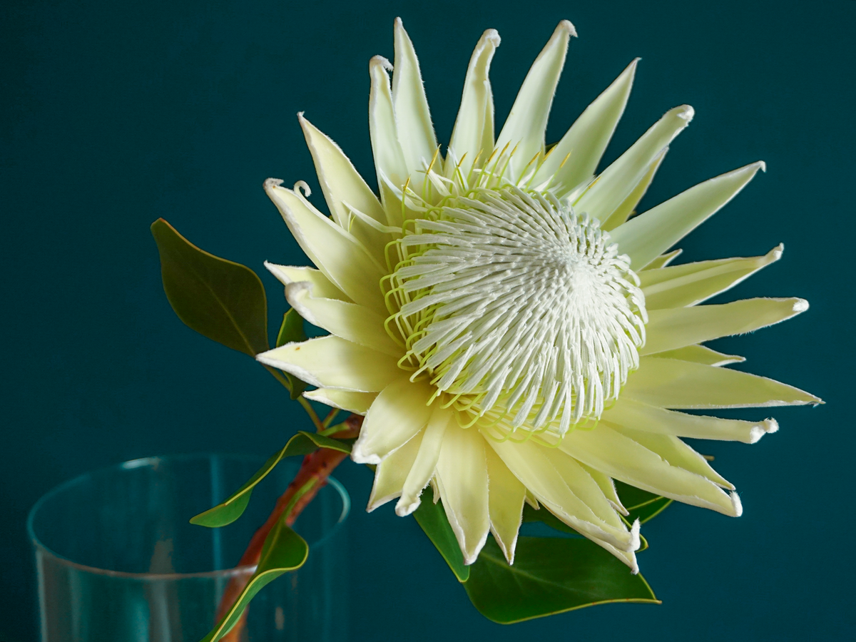 Protejas | Protea |