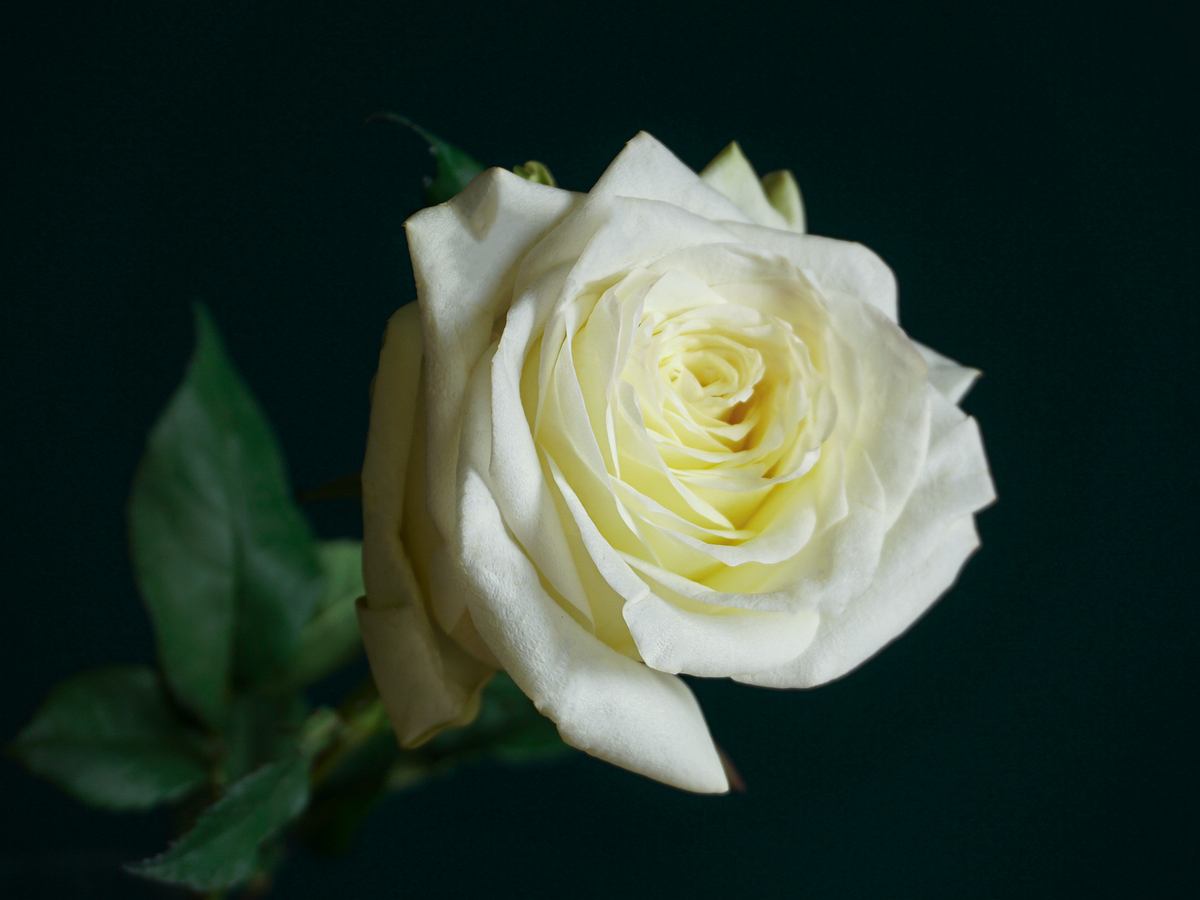 Rozes | Rosa | + varianti |